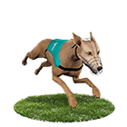 線上百家樂推薦娛樂城白金賽狗 線上百家樂推薦娛樂城白金賽狗